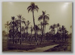 size 27*37cm, signed: No 131 Forêt des Palmier - H. Béchard