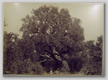 size 27*37cm, signed: No 207 Arbre de la Vierge à Matariéh, Caire - H. Béchard